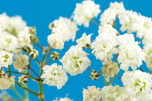 Biały ogród - rośliny o białych kwiatach i owocach