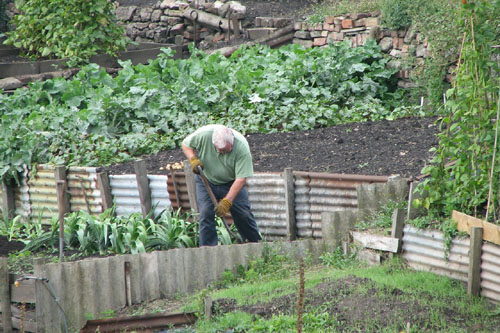 Sadzenie warzyw w maju